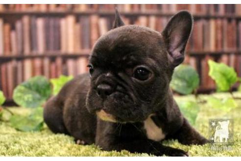 成約済の愛知県のフレンチブルドッグ-47616の1枚目